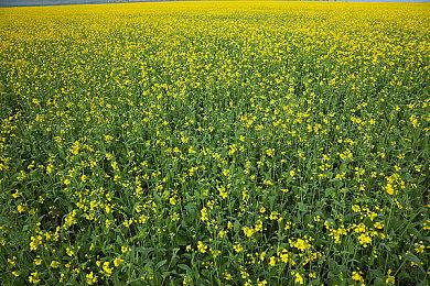 《寂静岭2：重制版》将Konami股价猛抬了96%